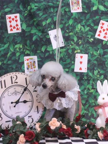 20250409サージュちゃん